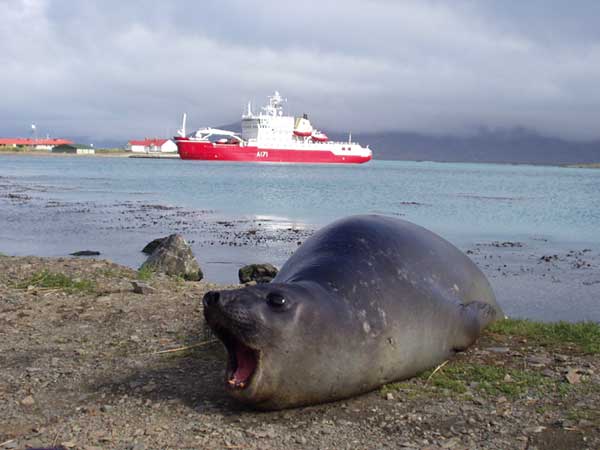 Gryt Seal