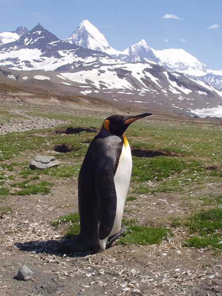 St Andrews Penguin