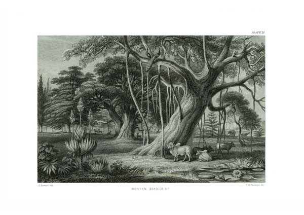 Banyan & Baobab Tree